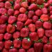 La frutilla salteña se adelantó y está disponible para el día de la madre