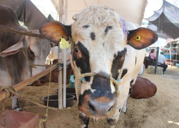 Menor oferta afirmó los valores de la hacienda