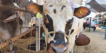 Menor oferta afirmó los valores de la hacienda