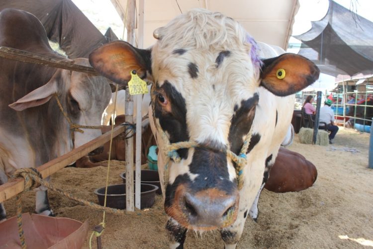 Menor oferta afirmó los valores de la hacienda