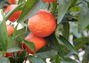 Trabajadores del citrus afirman que la citricultura “mueve el norte del país”