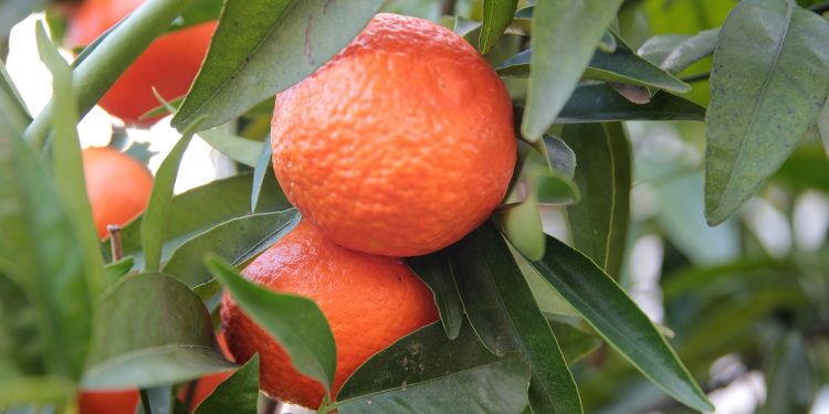 Trabajadores del citrus afirman que la citricultura “mueve el norte del país”