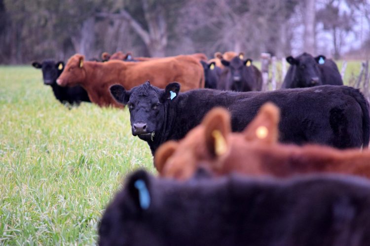 ACG: con mercado firme se recompuso la faena