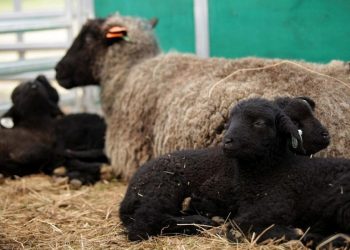 Otro bajón del mercado de lanas que esta semana cerró a US$ 7,82