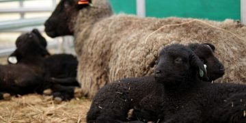 Otro bajón del mercado de lanas que esta semana cerró a US$ 7,82