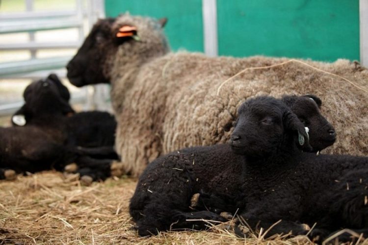 Otro bajón del mercado de lanas que esta semana cerró a US$ 7,82