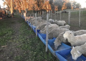 “Si tuviéramos más producción ovina la podríamos colocar”