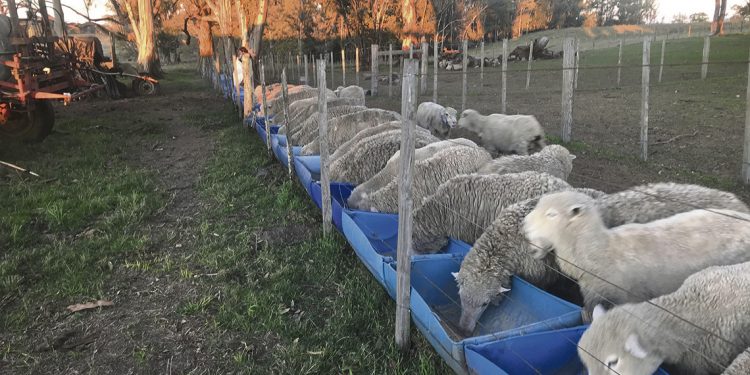 “Si tuviéramos más producción ovina la podríamos colocar”