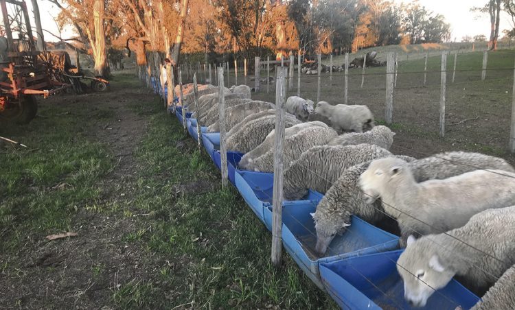“Si tuviéramos más producción ovina la podríamos colocar”
