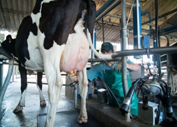 En 2019 los costos de la lechería se incrementaron 9 %