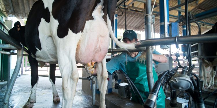 En 2019 los costos de la lechería se incrementaron 9 %