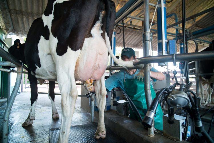 En 2019 los costos de la lechería se incrementaron 9 %