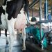 En 2019 los costos de la lechería se incrementaron 9 %