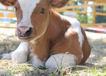 Este año la sequía tirará abajo la tasa de preñez nacional