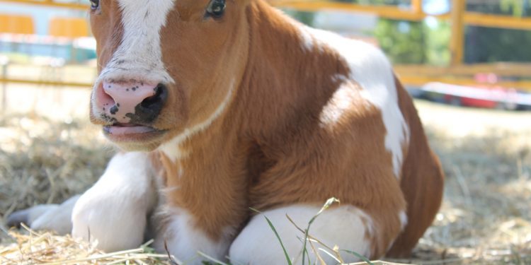 Este año la sequía tirará abajo la tasa de preñez nacional