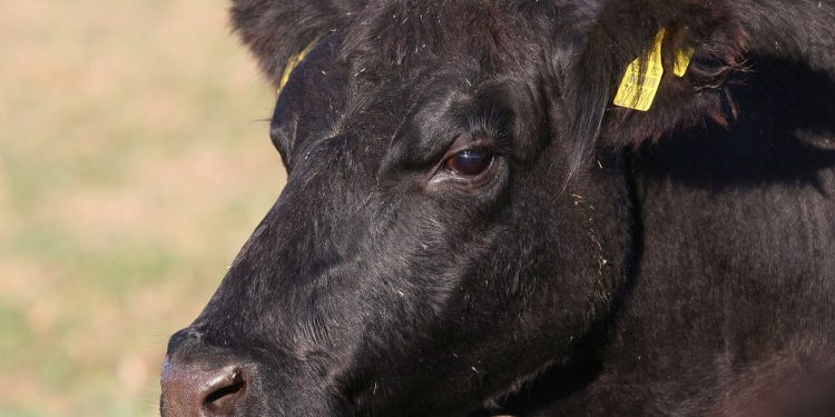 Consignatarios: “ajuste en el nivel de faena” y “continúa la preferencia por vacas”