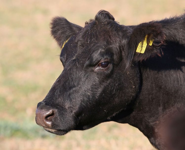 Consignatarios: “ajuste en el nivel de faena” y “continúa la preferencia por vacas”