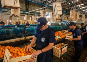 La citricultura y una oportunidad laboral para los reclusos