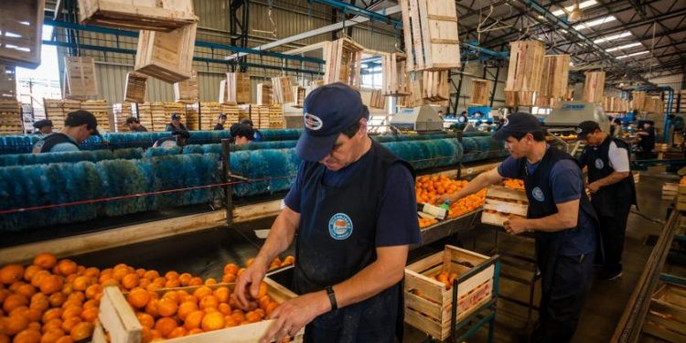La citricultura y una oportunidad laboral para los reclusos