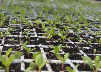 Encuesta de IICA: la pandemia afecta la agricultura familiar