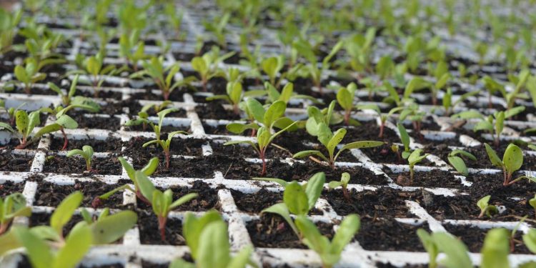 Encuesta de IICA: la pandemia afecta la agricultura familiar