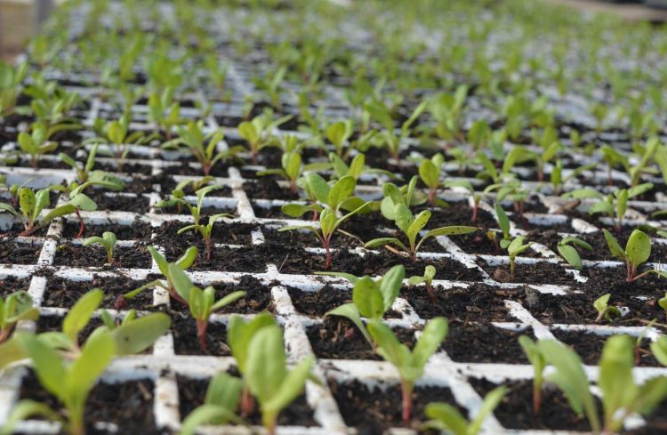 Encuesta de IICA: la pandemia afecta la agricultura familiar