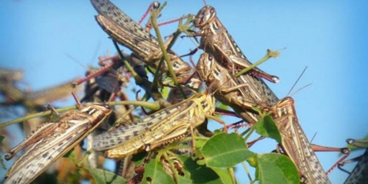 Uruguay está preparado para actuar  ante el ingreso de langostas