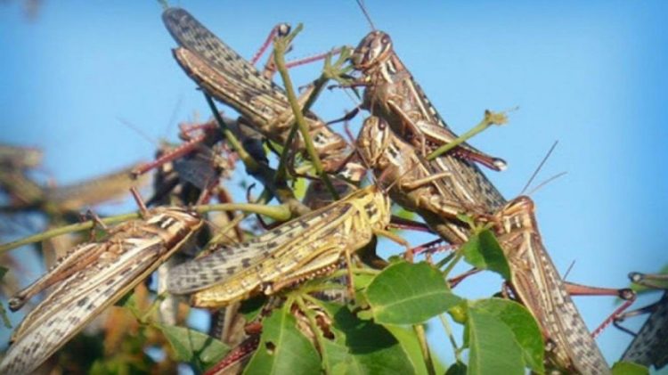 Uruguay está preparado para actuar  ante el ingreso de langostas
