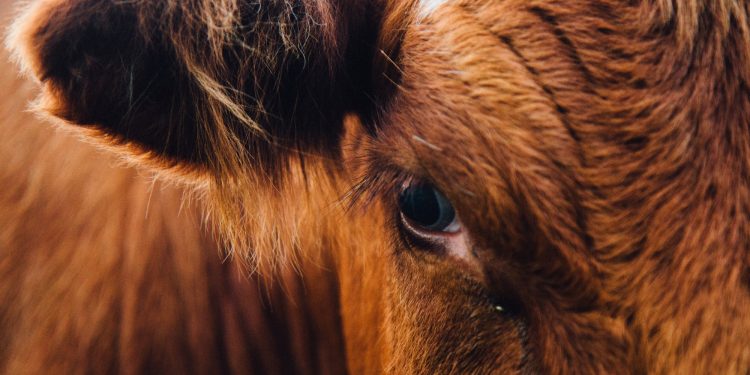 ACG: Los valores subieron con firmeza