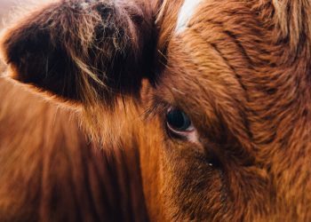 Mercado de haciendas: poca oferta y valores que se afirman