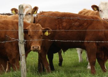 Siguen aumentando los valores del mercado de haciendas
