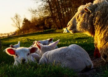 En el último año móvil, las exportaciones ovinas bajaron 38 %