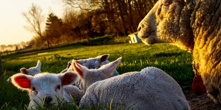 En el último año móvil, las exportaciones ovinas bajaron 38 %