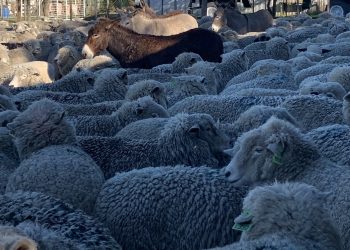 Débil suba de la lana que sigue con valores deprimidos