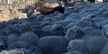 Débil suba de la lana que sigue con valores deprimidos