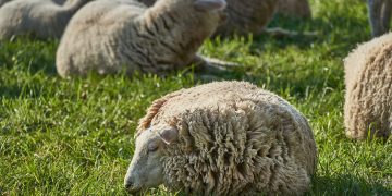 El mercado de lanas apenas subió un centavo de dólar