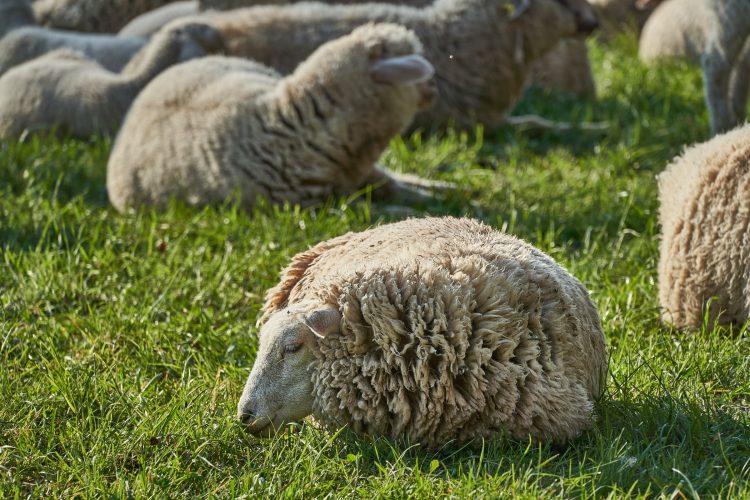 El mercado de lanas apenas subió un centavo de dólar