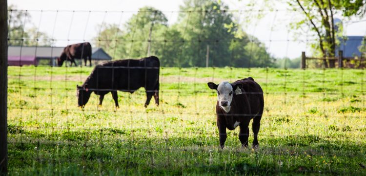 Consignatarios: la escasa oferta y tonifica los valores