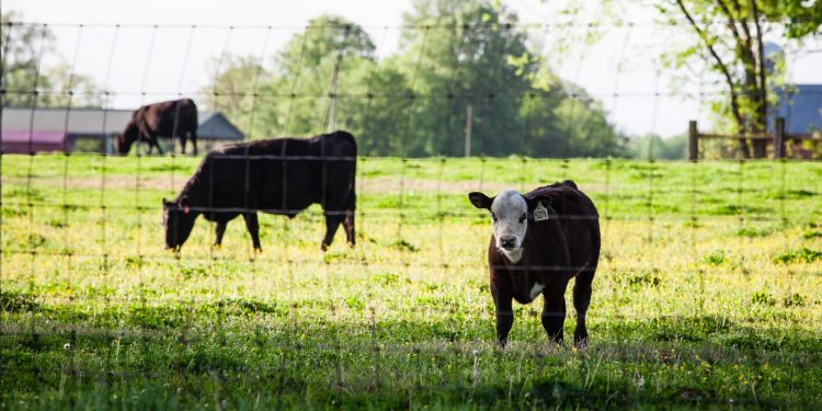 Consignatarios: la escasa oferta y tonifica los valores