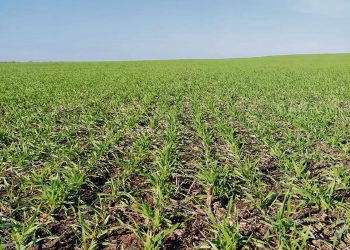 El frío afecta pero no amenaza los cultivos de invierno