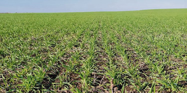 El frío afecta pero no amenaza los cultivos de invierno