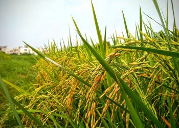 El BROU trabaja en soluciones financieras para el sector arrocero