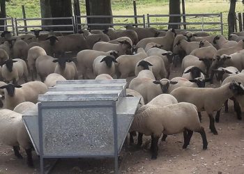 Ovinos: Un rubro con pequeños productores y un gran potencial