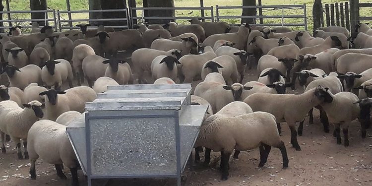 Ovinos: Un rubro con pequeños productores y un gran potencial