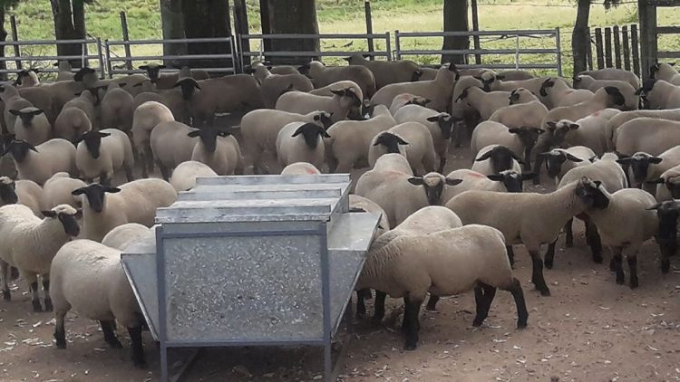 Ovinos: Un rubro con pequeños productores y un gran potencial