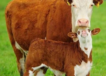 Más vacunos en los campos: récord de marcación de terneros y caída de la extracción