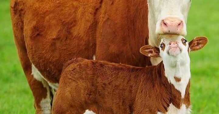 Más vacunos en los campos: récord de marcación de terneros y caída de la extracción