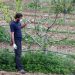 Europa comienza a valorar los trabajadores zafrales y dicta pautas para garantizar sus derechos