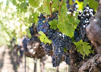 La vitivinicultura emplea a 40.000 personas y tiene gran potencial