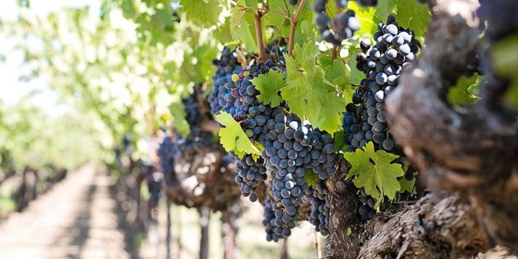 La vitivinicultura emplea a 40.000 personas y tiene gran potencial